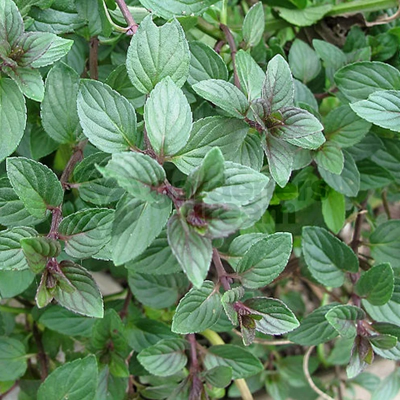 247plants3839617