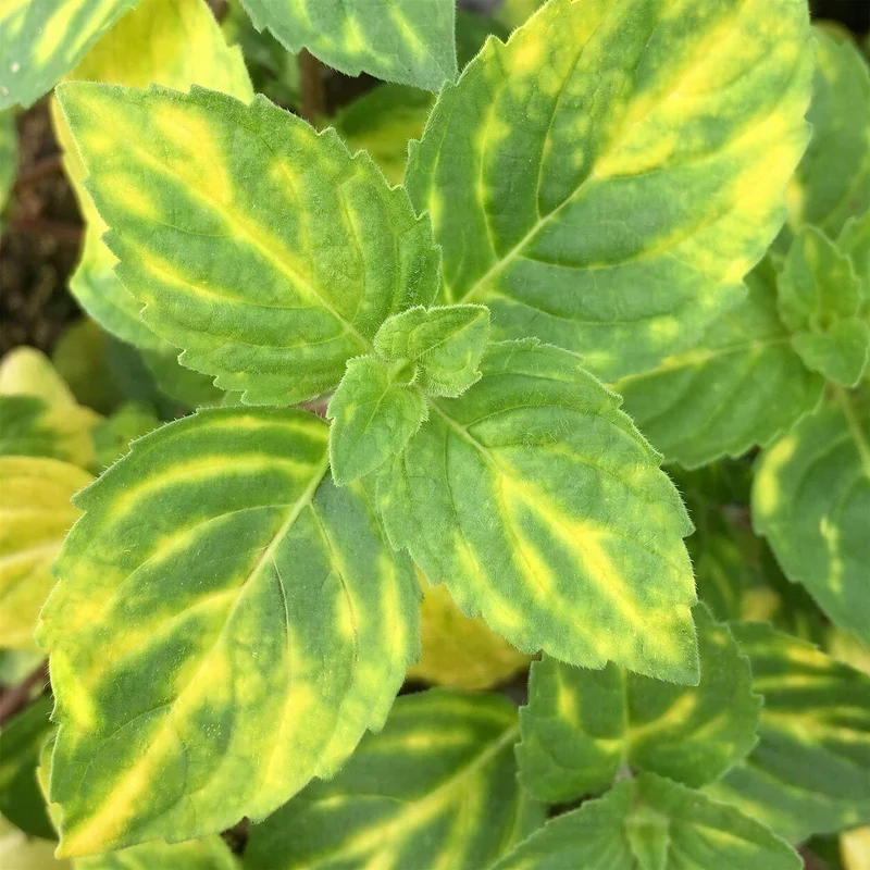 247plants3839913