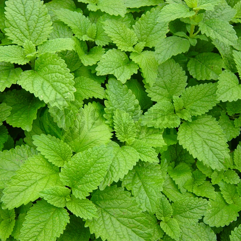 247plants3840094