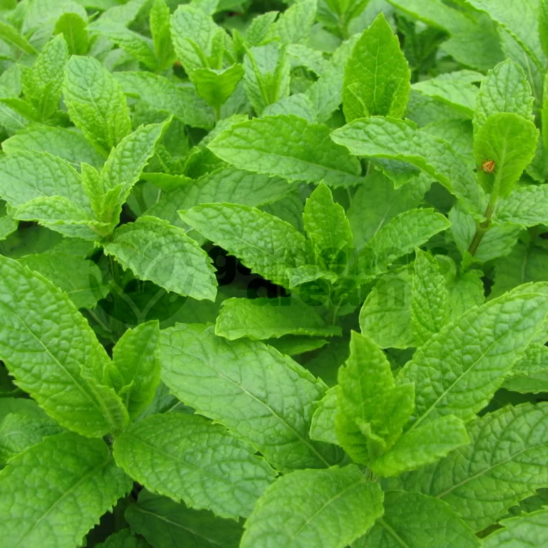 247plants3840252