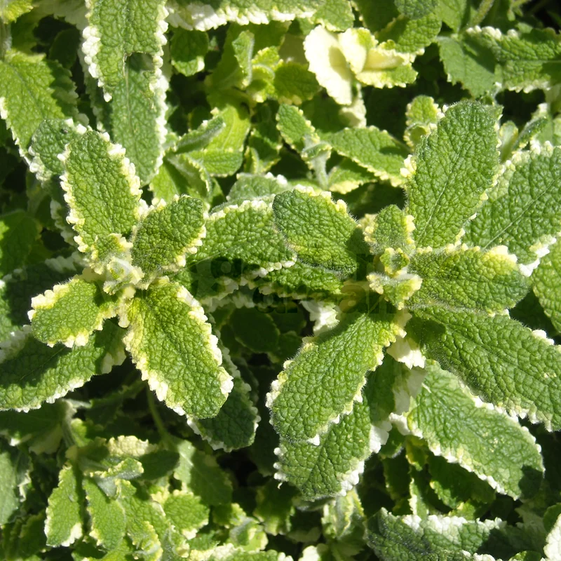 247plants3840503
