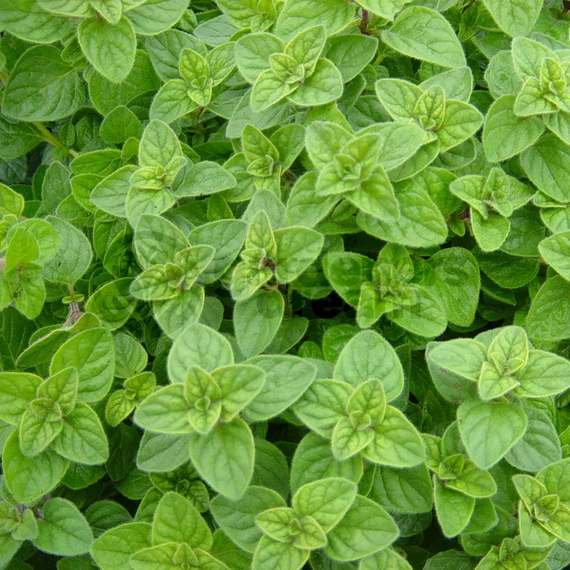 247plants3840782