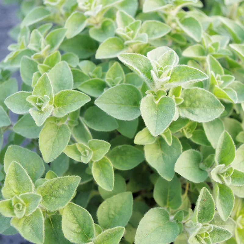 247plants3840873