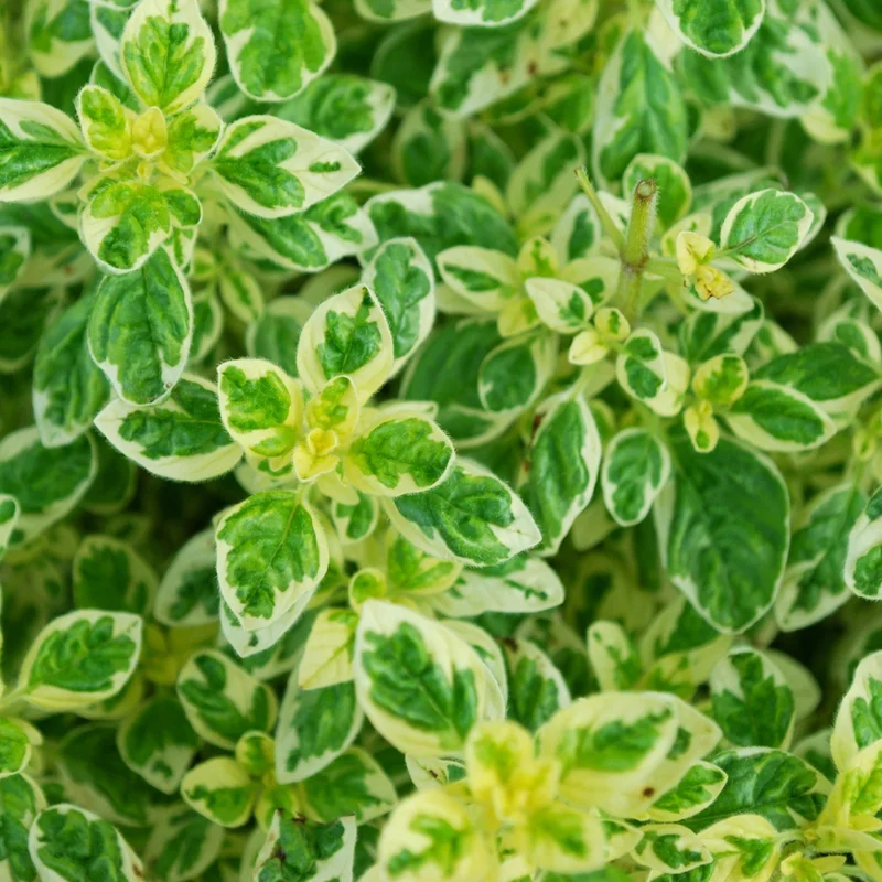 247plants3841015