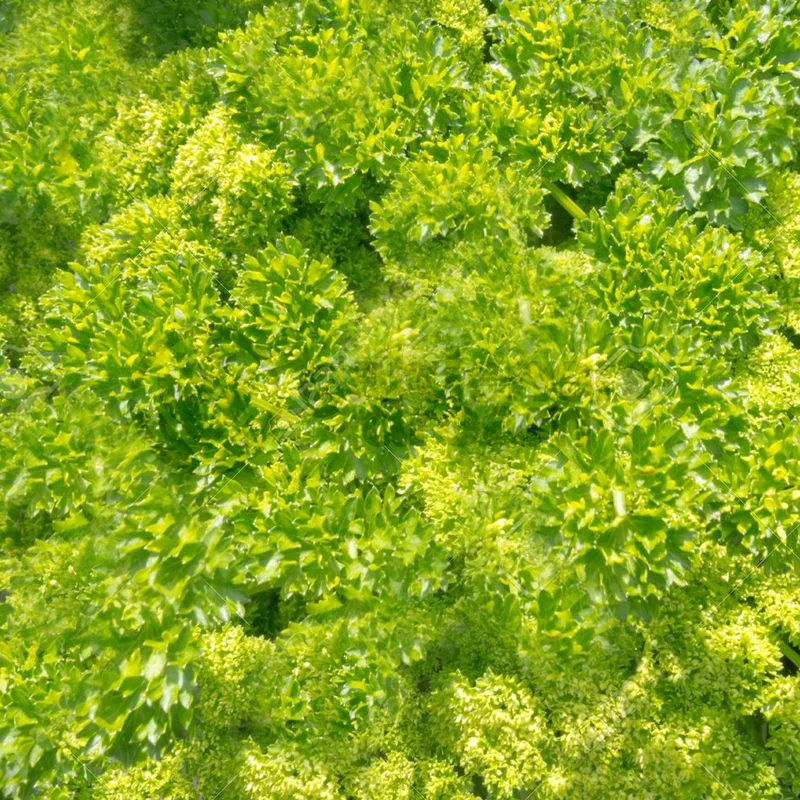 247plants3841209