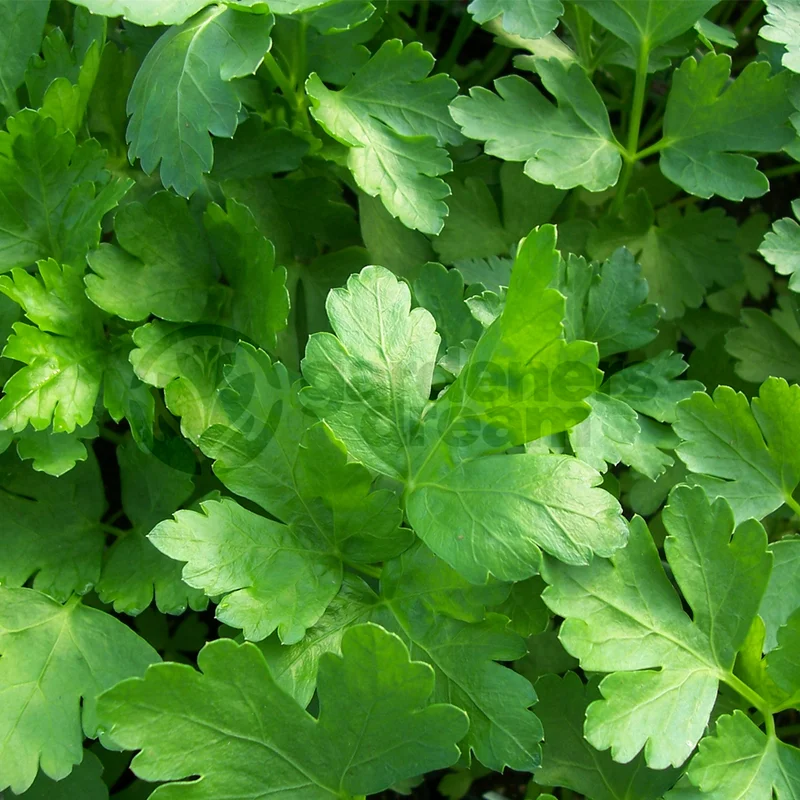 247plants3841371