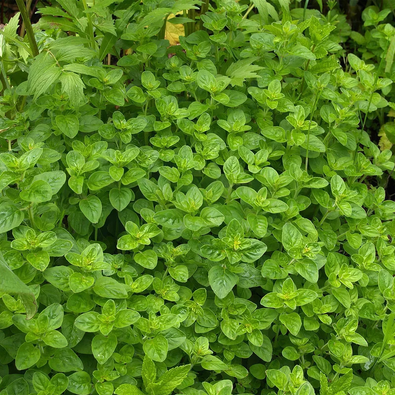247plants3841492