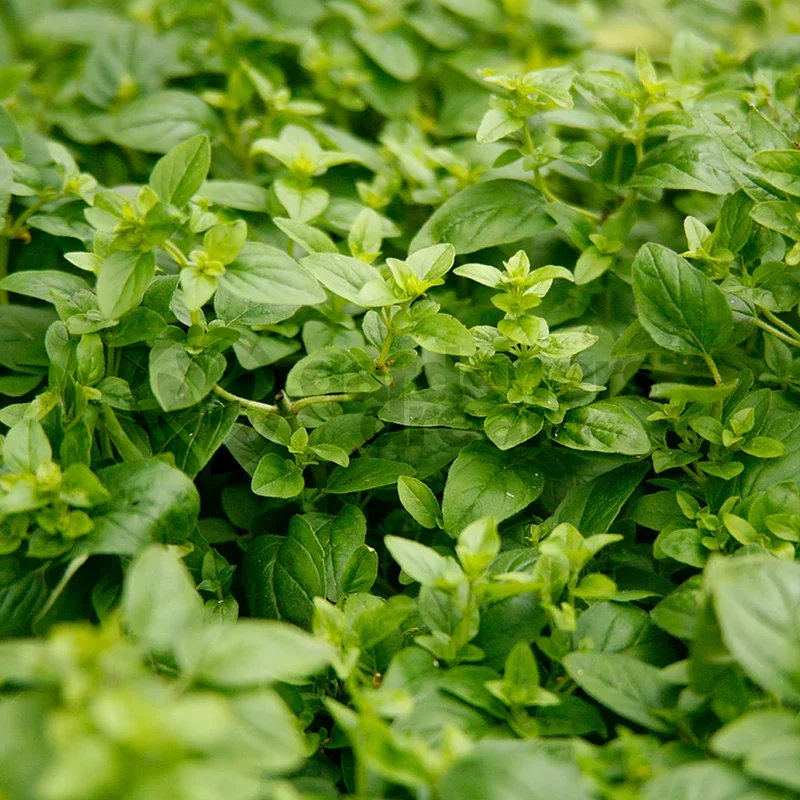 247plants3841658