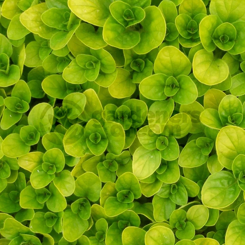 247plants3841891