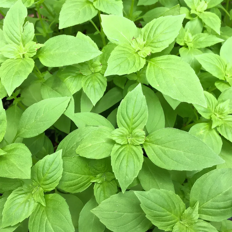 247plants3842169