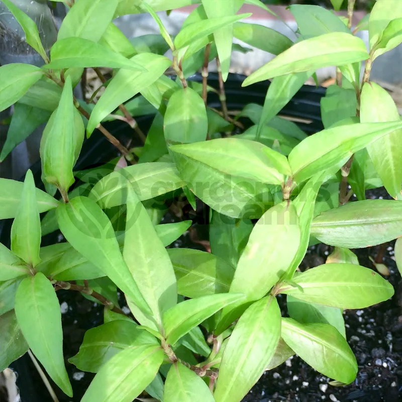 247plants3842650