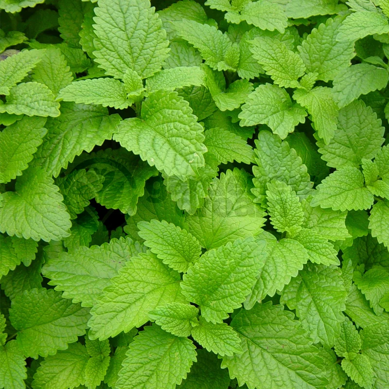 247plants3843149