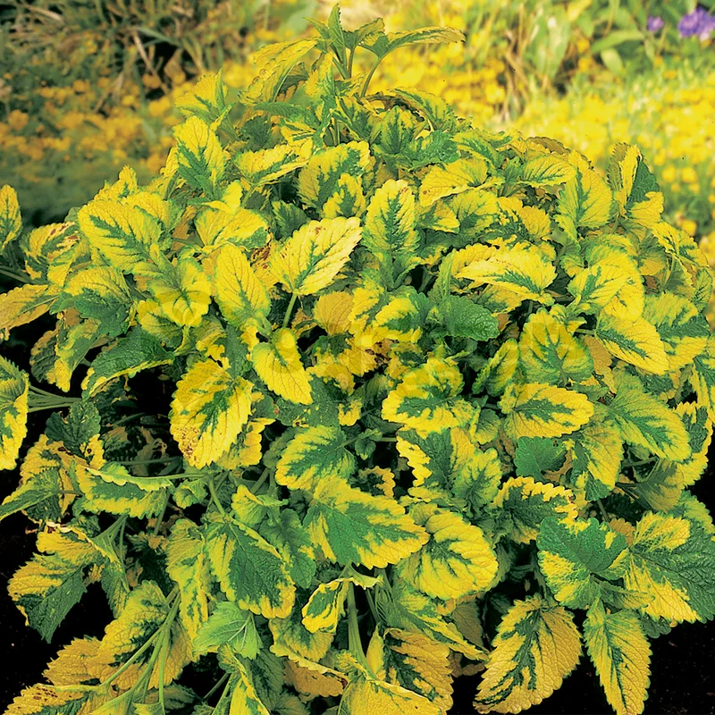 247plants3843376