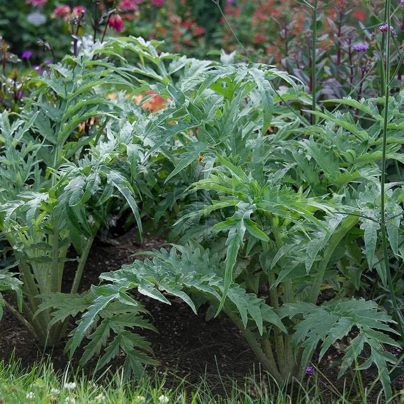 247plants3843537