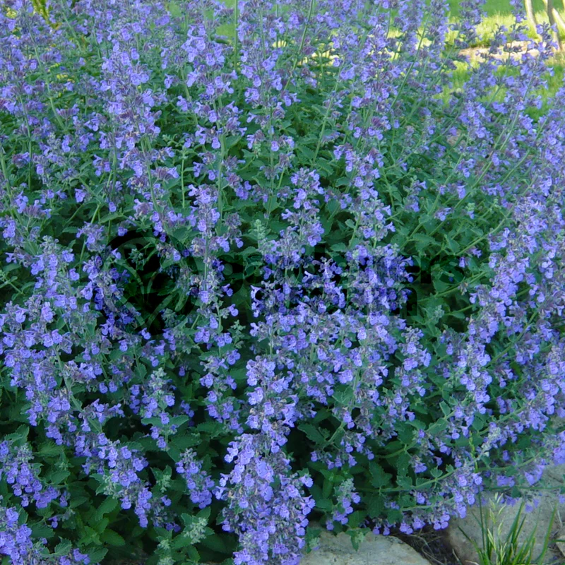 247plants3844107