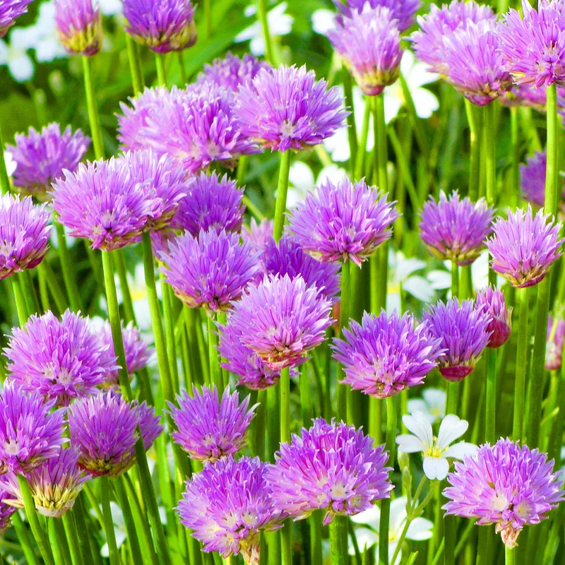 247plants3844665