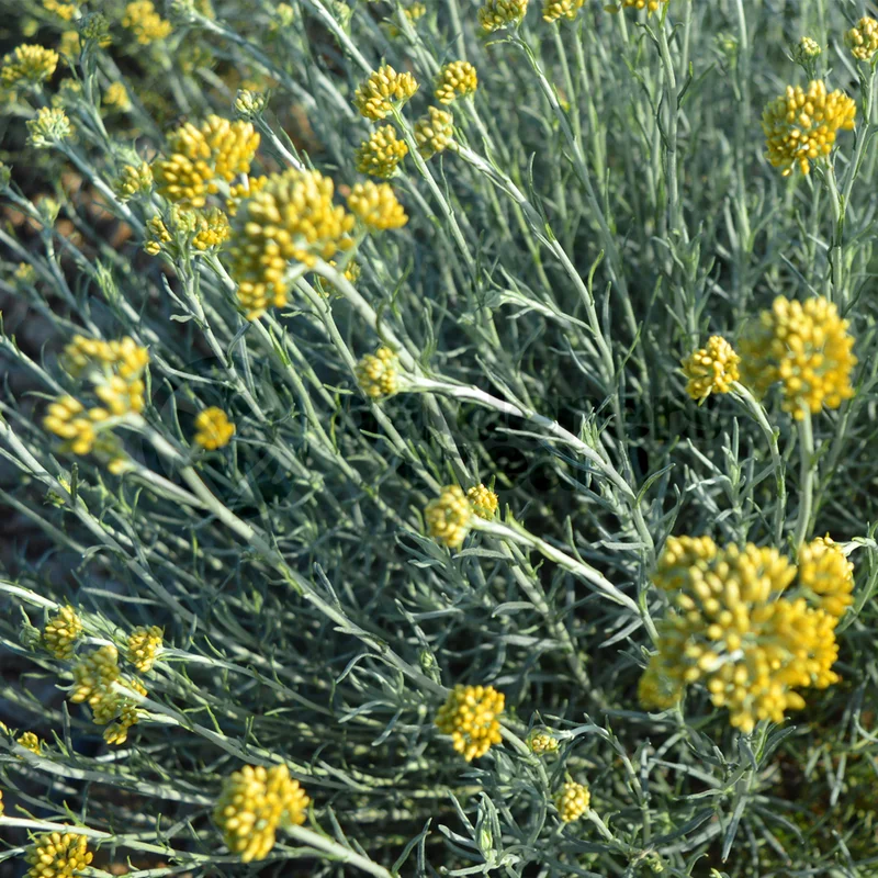 247plants3844920