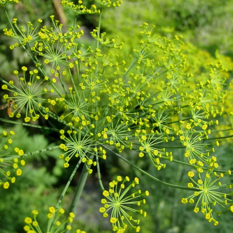 247plants3845058