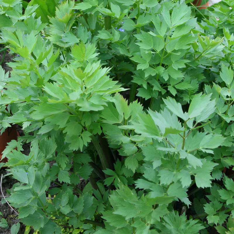 247plants3845600