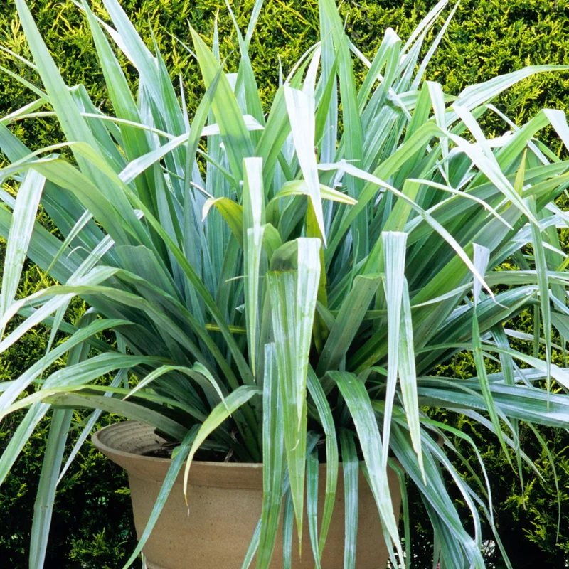 247plants3845915