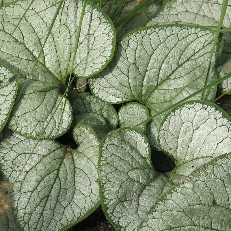 247plants3846755