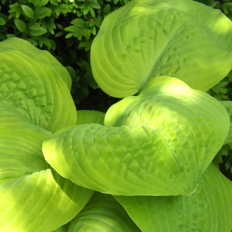 247plants3848293