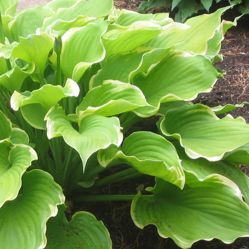 247plants3848443