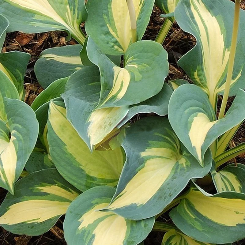 247plants3848752