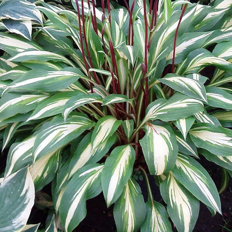 247plants3848929
