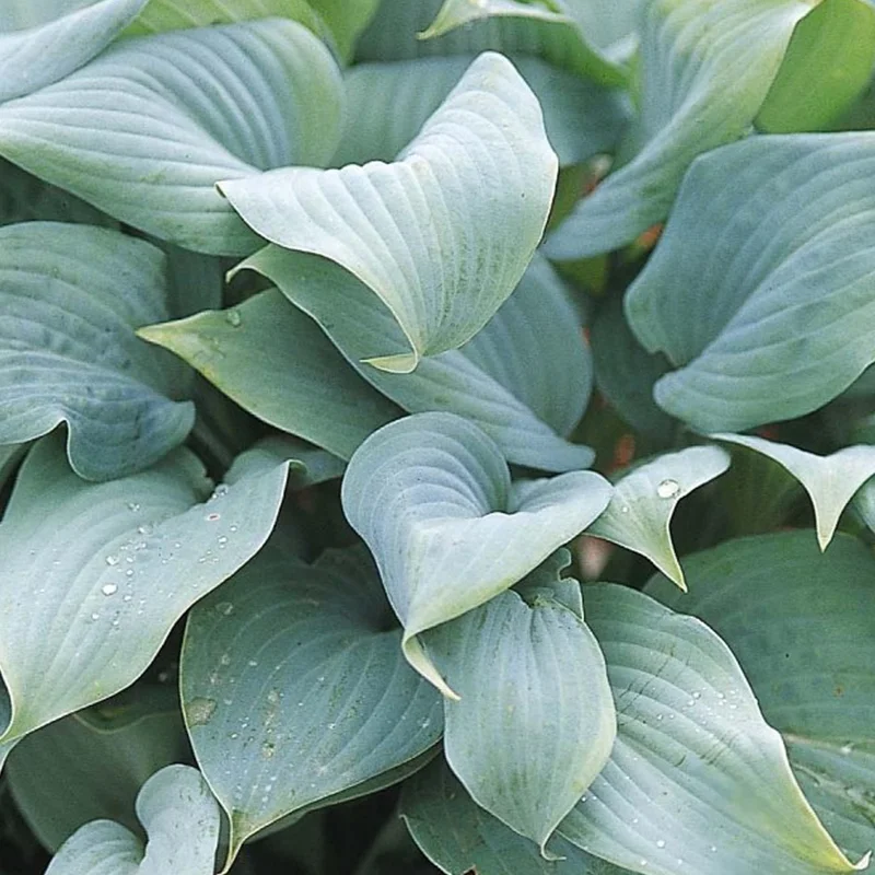 247plants3849211