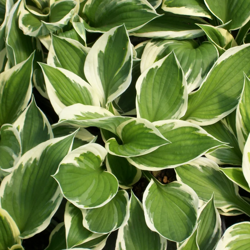247plants3849563