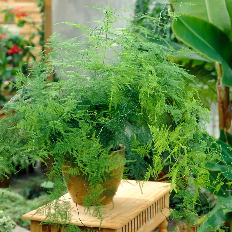 247plants3850300