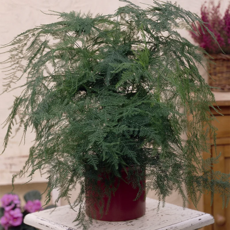 247plants3850536