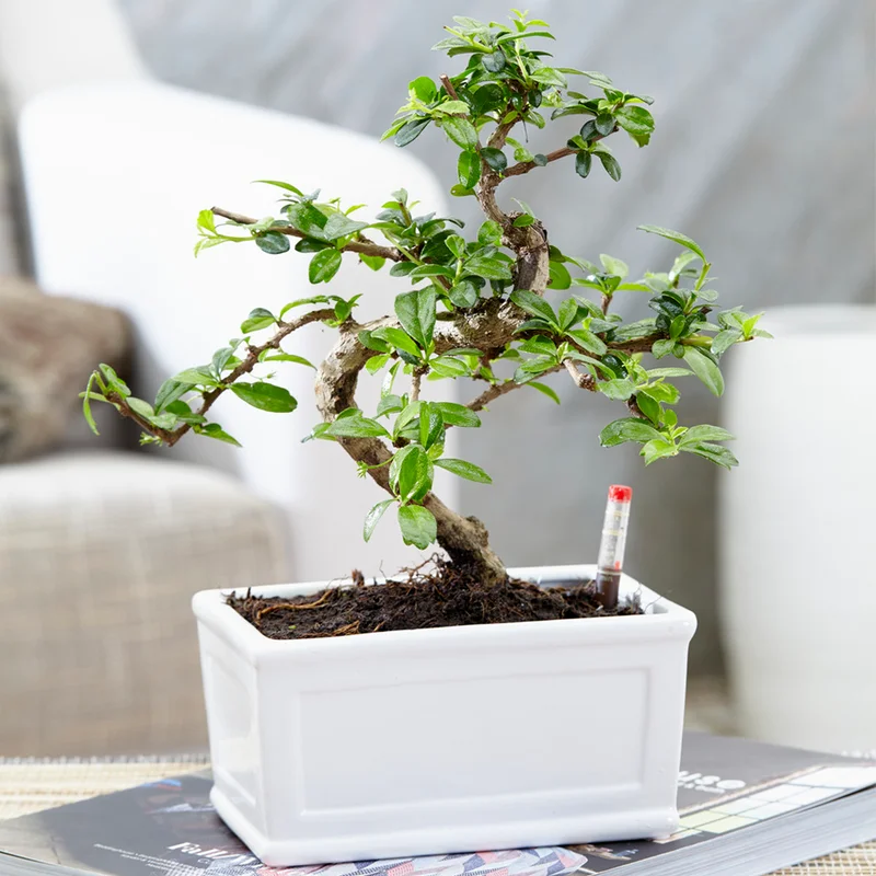 247plants3850864