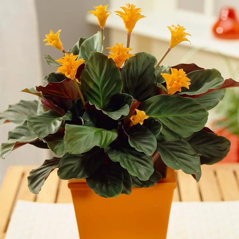 247plants3851034