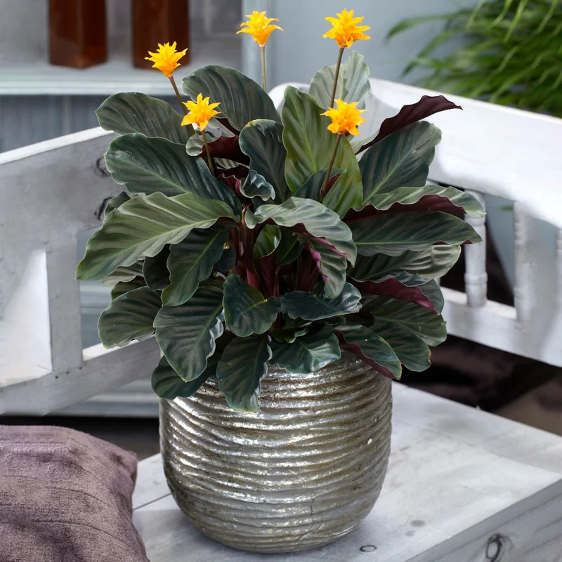 247plants3851387