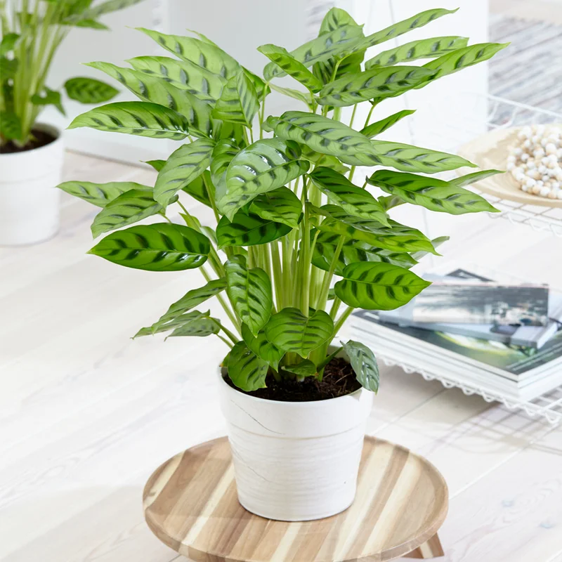 247plants3851539