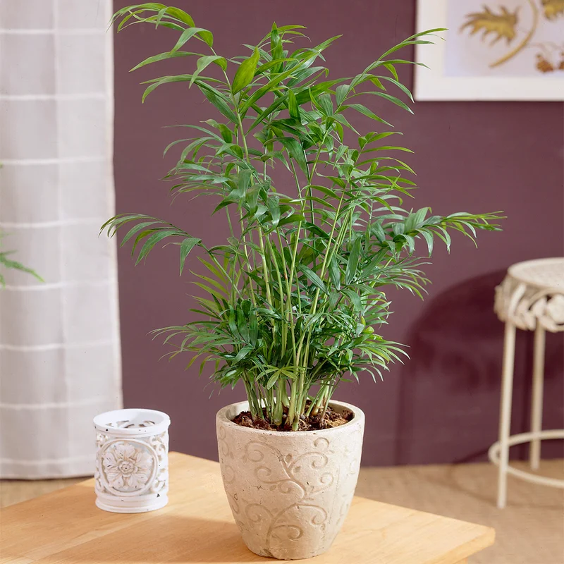 247plants3851713