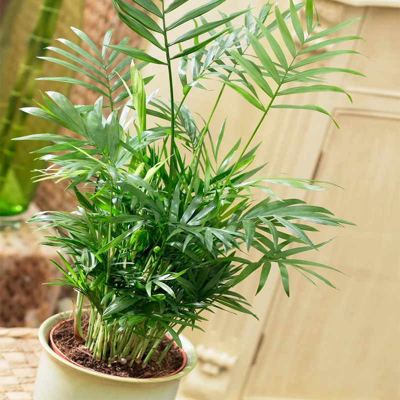 247plants3852208