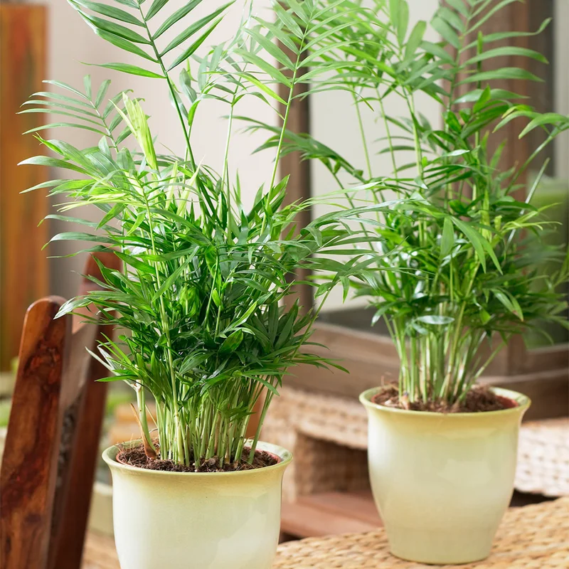 247plants3852387