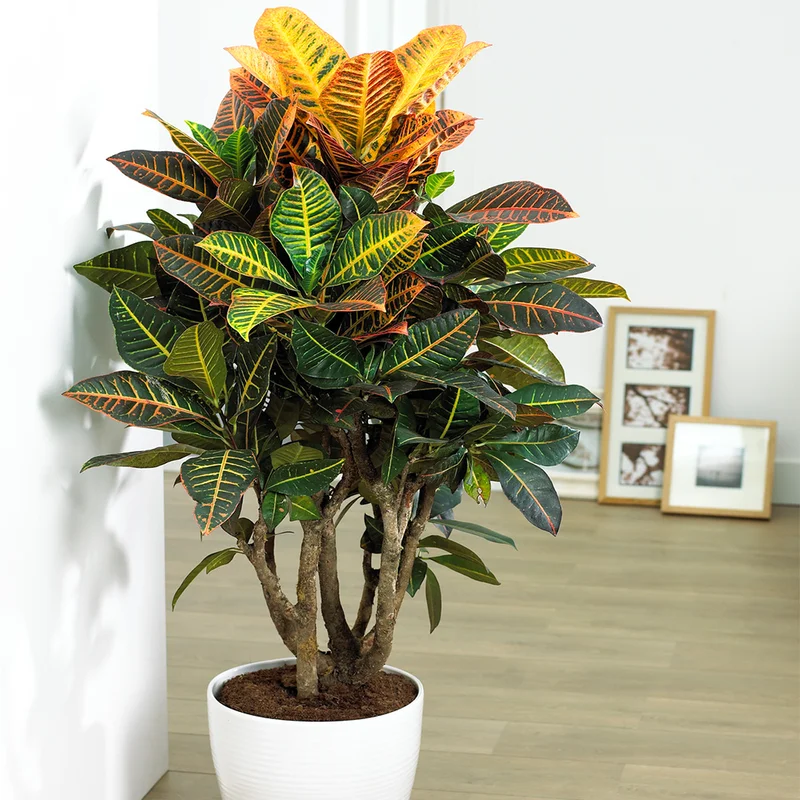 247plants3852534