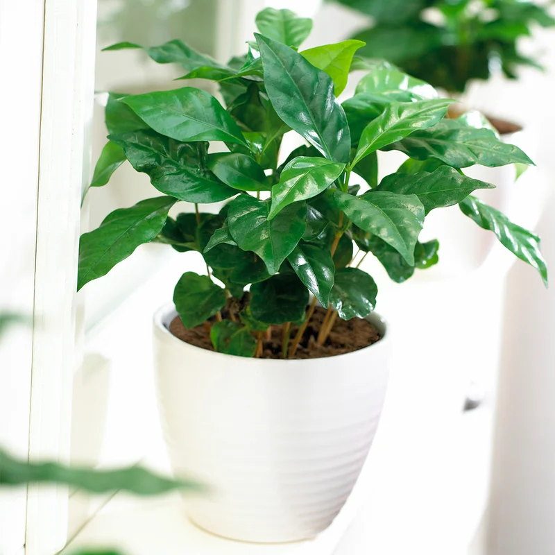 247plants3852820