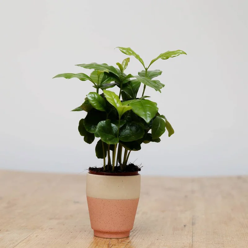 247plants3852882