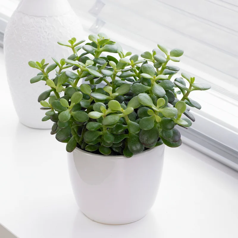 247plants3852988