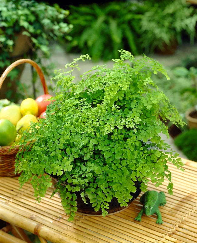 247plants3853536