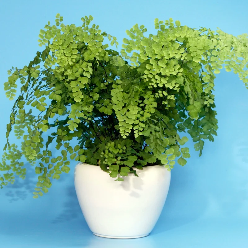 247plants3853597