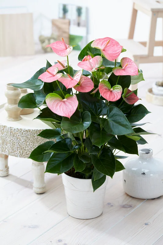 247plants3853841