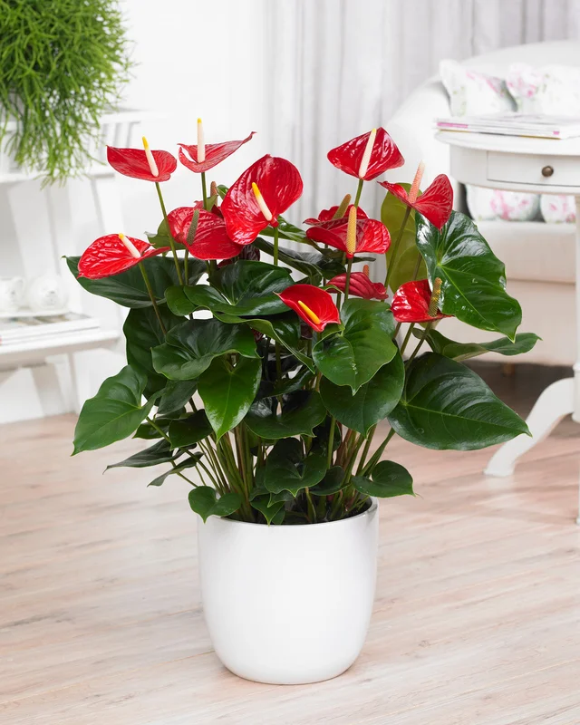 247plants3854093