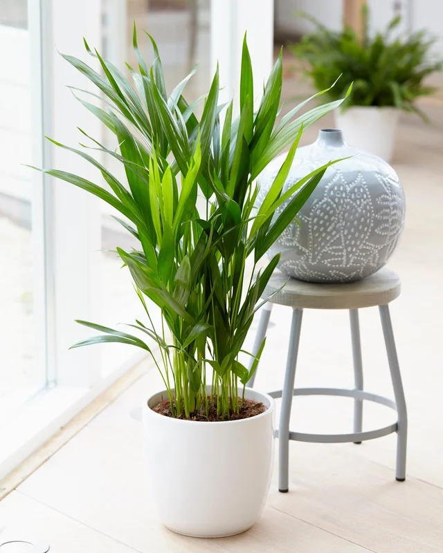 247plants3854262
