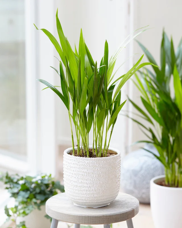 247plants3854299